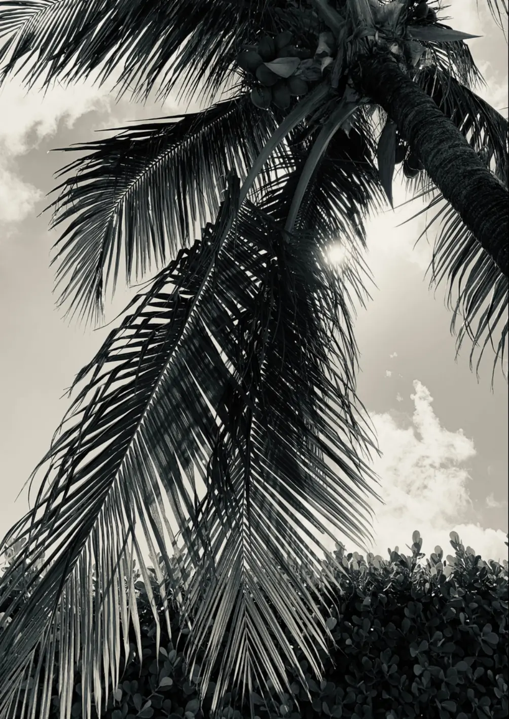Black-and-white view through palm fronds